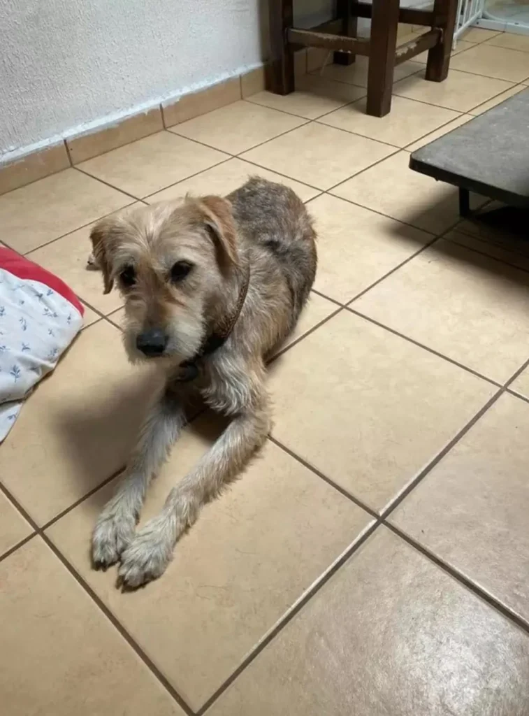 dog on tiles