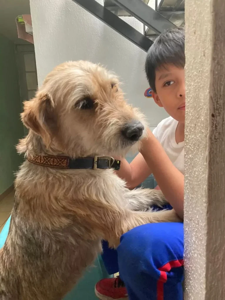 dog with little boy at home