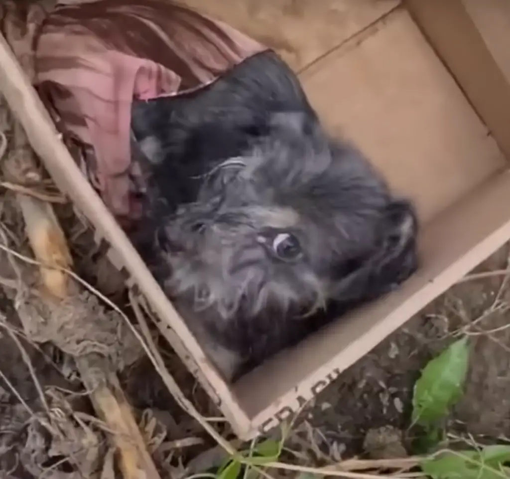 dog found in a box