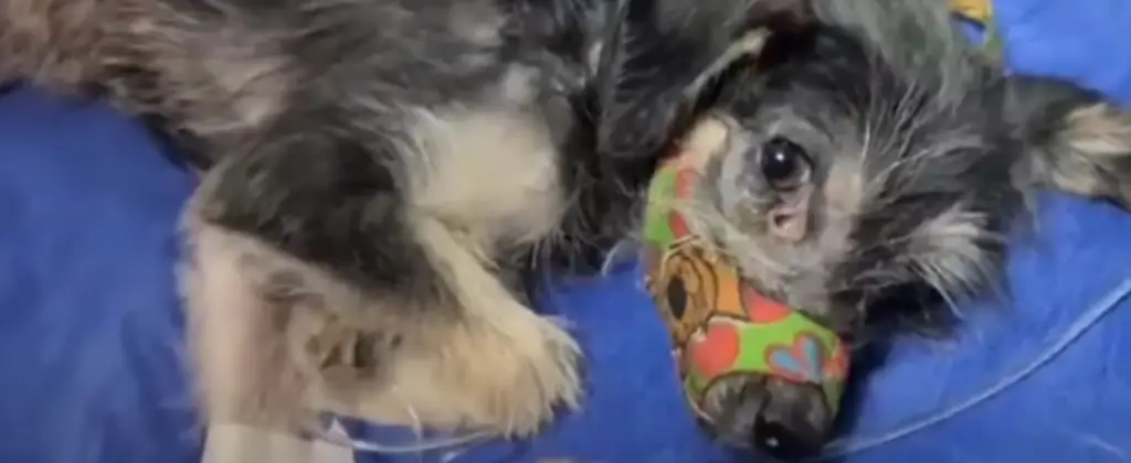 the found puppy with a muzzle is standing on the bed