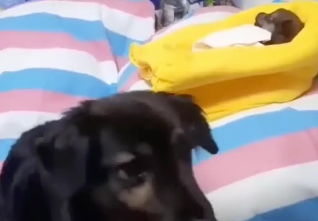 mother dog and its black puppy