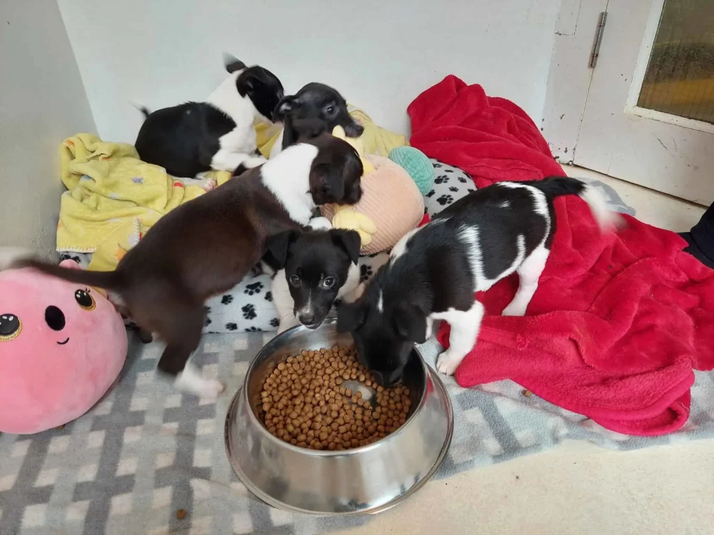 puppies eating dog food