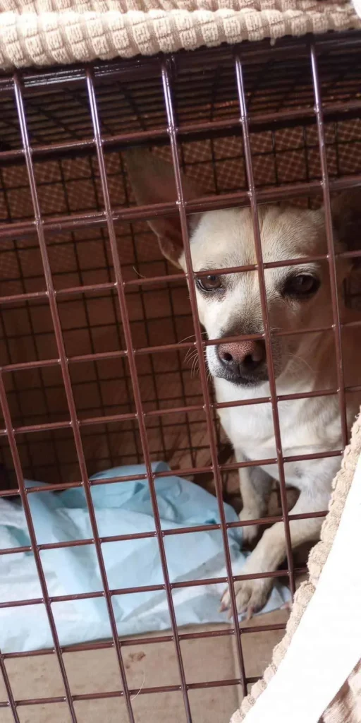 sad dog in a crate